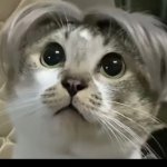 大冬瓜