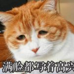 网络连接中ing