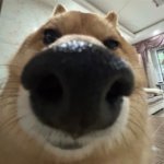焚蛋